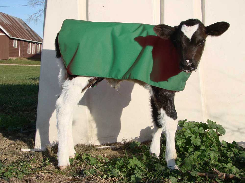 Custom calf coat on calf by Rush Creek Originals